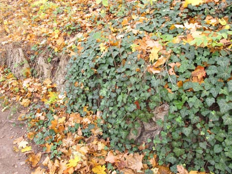 Old natural stone wall overgrown with ivy and autumn leaves on the ground