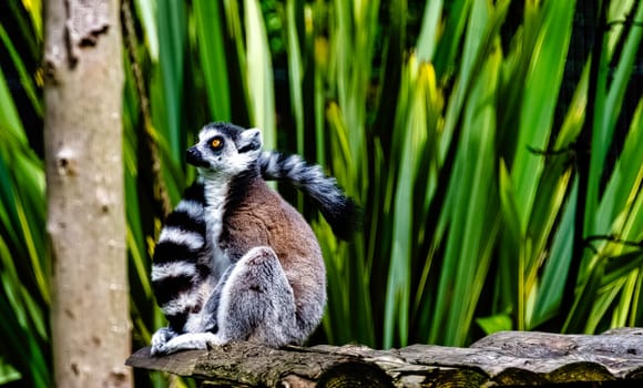 Ring-tailed lemur (Lemur catta) is a large strepsirrhine primate known as maky, maki or hira - Tsimanampetsotsa Nature Reserve, Madagascar