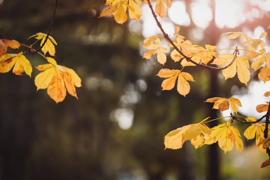 Chestnuts leaves in autumnal park on the evening background. Concept of background and banner.