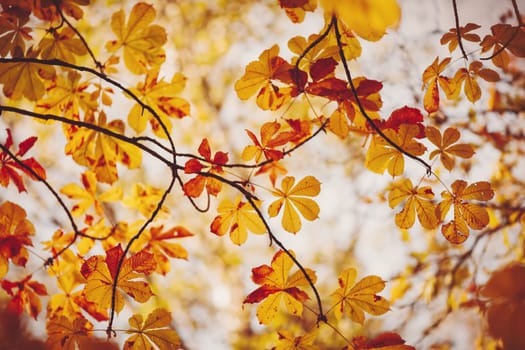 Chestnuts leaves in autumnal park on the white background. Concept of background and banner.