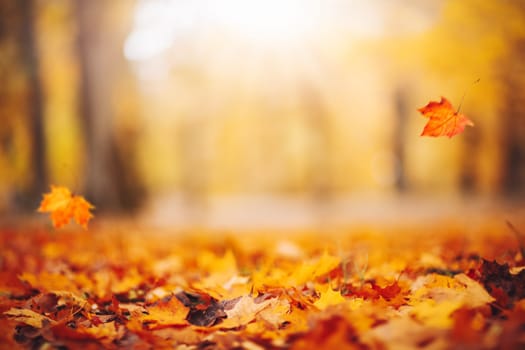 Defocused view of the colorful leaves in the autumnal park. Sunlight in the forest in autumn.