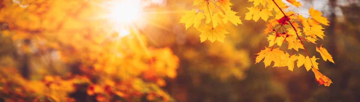 Maple branch with autumnal leaves on the sunny background in the forest. Panoramic view of the beautiful twigs in autumn.