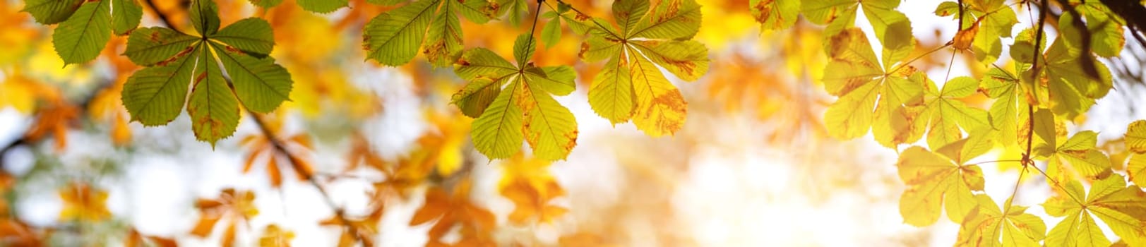 Panoramic view of chestnuts leaves in autumnal park on the sunny background. Concept of background and banner.