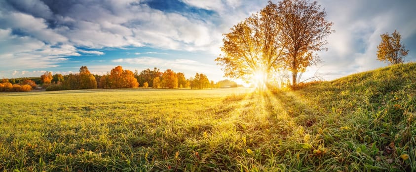 Panoramic view of the autumnal field on the sunny morning. Panorama of meadow with colourful trees on it.