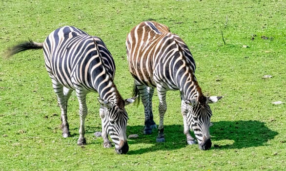 Plains zebra known as the common or maneless zebra, equus quagga borensis or equus burchellii - Kenya