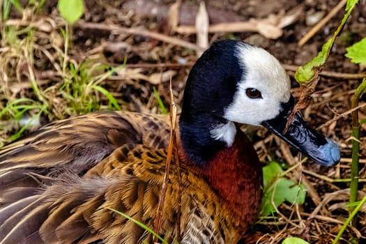 White-faced whistling or tree duck (Dendrocygna viduata) - Kenya