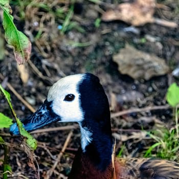 White-faced whistling or tree duck (Dendrocygna viduata) - Kenya