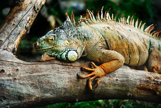 an reptile standingon the branch waiting for prey.