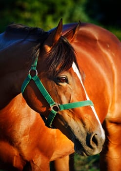 Closeup portrait of chestnut horse with bridle