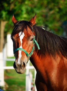 Closeup portrait of chestnut horse with bridle