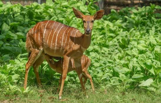 Female Nyala antelope (Tragelaphus angasii) with young lamb