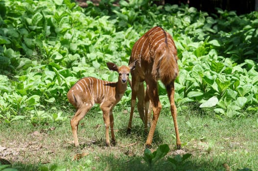 Female Nyala antelope (Tragelaphus angasii) with young lamb
