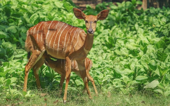 Female Nyala antelope (Tragelaphus angasii) with young lamb