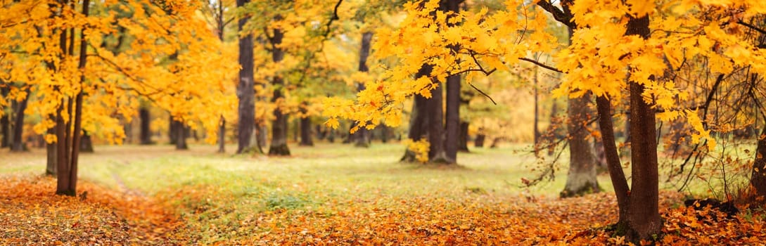 Beautiful view of the colourful trees in the autumnal park. Panorama of the deciduous forest.