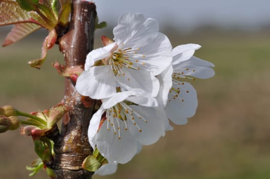 Cherry blossoms in a garden