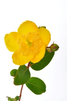 Ornamental St. John's Wort on a white background