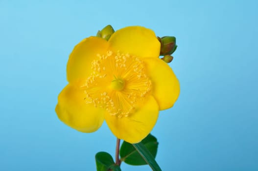 Ornamental St. John's Wort on a blue background
