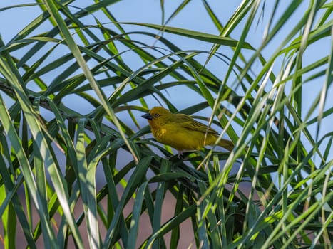 Weaver bird, sparrow bird in a palm branch