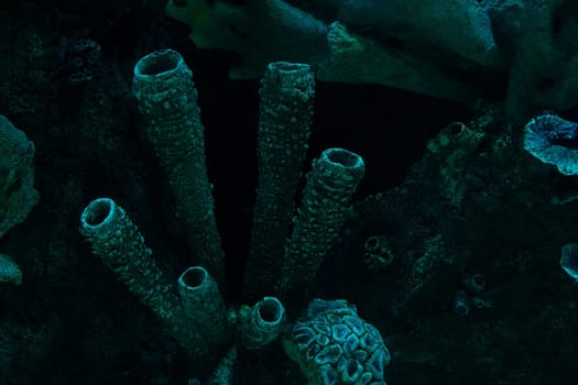 front view closeup of dark coral reef formation on the ocean floor