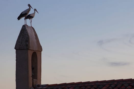 White storks perched over bell wall rural parish. Typical scene in Extremadura Region, Spain