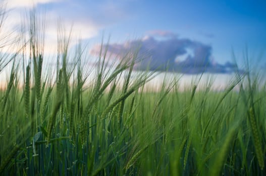 Green barley ears full of grains at cereal field over cloudy sunset sky. Low angle view