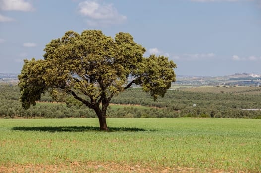 La Serena pastures on springtime, Benquerencia, Extremadura, Spain. La Serena is a peaceful nature area at Extremaduran southeast, Spain