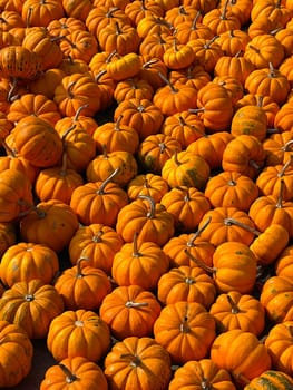 Orange pumpkins