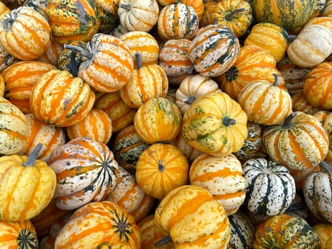 Yellow pumpkins