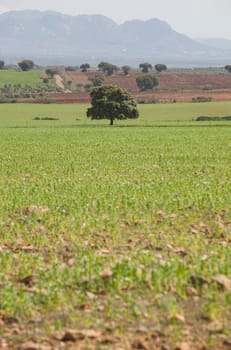 La Serena pastures on springtime, Benquerencia, Extremadura, Spain. La Serena is a peaceful nature area at Extremaduran southeast, Spain