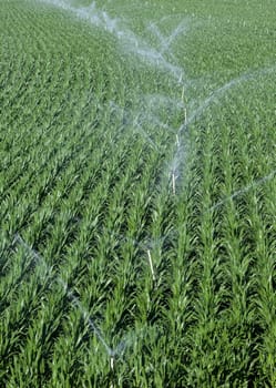 Sprinklers irrigating cornfields. Alagon Valley meadows aerial view. Montehermoso, Caceres, Extremadura, Spain