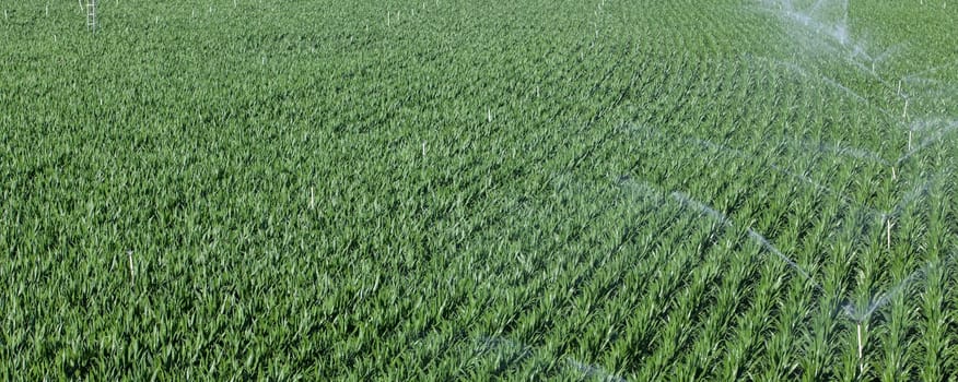 Sprinklers irrigating cornfields. Alagon Valley meadows aerial view. Montehermoso, Caceres, Extremadura, Spain