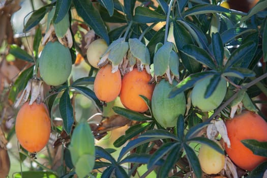 Loquat leaves and fruits. Mature and immature items