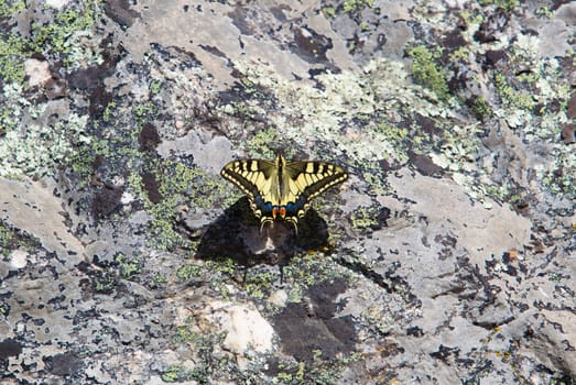 Papilio machaon butterfly perched over rocky background. Sierra de Fuentes, Caceres, Extremadura, Spain