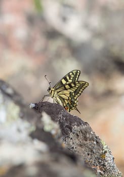Papilio machaon butterfly perched over rocky background. Sierra de Fuentes, Caceres, Extremadura, Spain