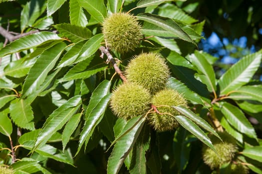 Sweet chestnut unripe fruits. Castanea sativa or Spanish chestnut tree at the end of the summer