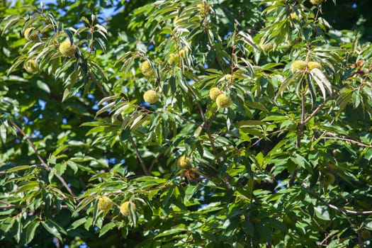 Sweet chestnut unripe fruits. Castanea sativa or Spanish chestnut tree at the end of the summer
