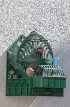 Spanish red-legged partridge having a sunbath in cage, outdoor rural house. Acena de la Borrega, Caceres, Extremadura, Spain