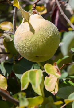 Quince foliage with ripening fruit. Immature items covered with dense grey-white fine hair
