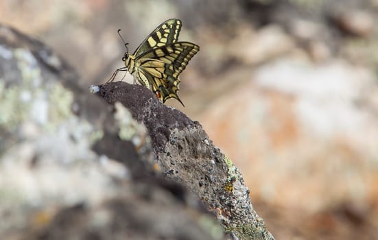 Papilio machaon butterfly perched over rocky background. Sierra de Fuentes, Caceres, Extremadura, Spain