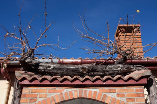 Old grapevine branch enclosing village house entry. Plants valued for decoration and delicious fruits. La Garganta village, Banos de Montemayor district, Extremadura, Spain
