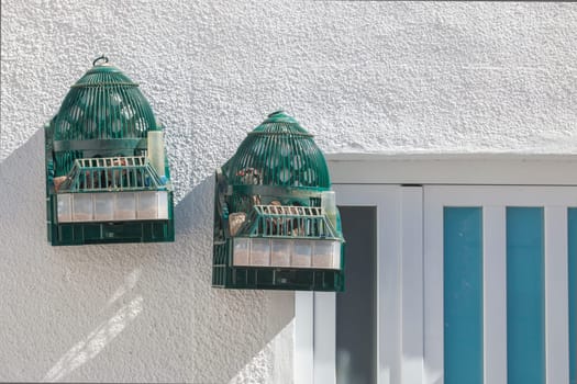 Spanish red-legged partridge having a sunbath in cage, outdoor rural house. Acena de la Borrega, Caceres, Extremadura, Spain