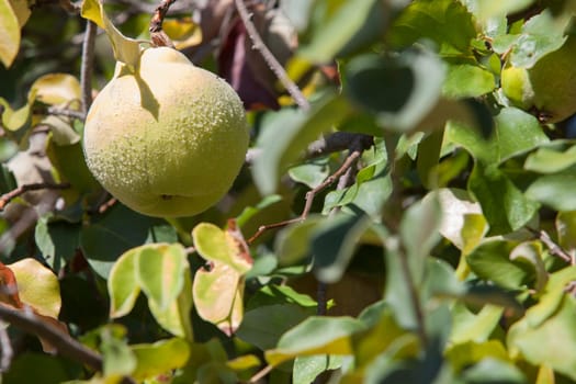 Quince foliage with ripening fruit. Immature items covered with dense grey-white fine hair