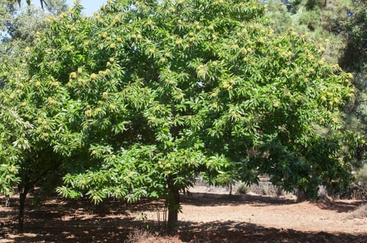 Sweet chestnut tree. Castanea sativa or Spanish chestnut tree plantation at the end of the summer