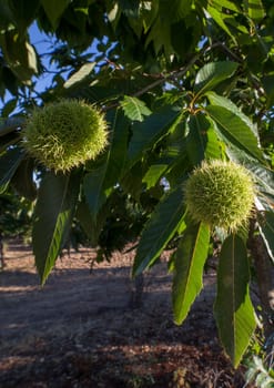 Sweet chestnut unripe fruits. Castanea sativa or Spanish chestnut tree at the end of the summer