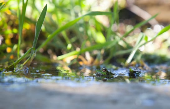 Iberian green frog, half-sunked at litle mountain stream. Acena de la Borrega, Caceres, Extremadura, Spain