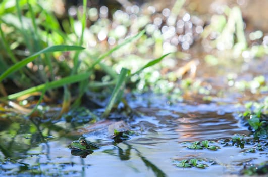 Iberian green frog, half-sunked at litle mountain stream. Acena de la Borrega, Caceres, Extremadura, Spain