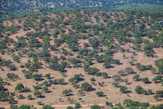 Dehesa aerial view, typical pastoral management states. Sierra de Fuentes, Caceres, Extremadura, Spain