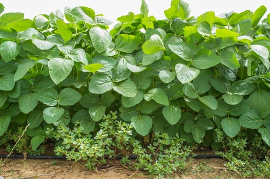 Soy plantation growing with drip irrigation system. Gevora, Vegas Bajas del Guadiana, Spain