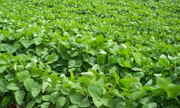 Soy plantation at Gevora, Vegas Bajas del Guadiana, Spain. Young green plants