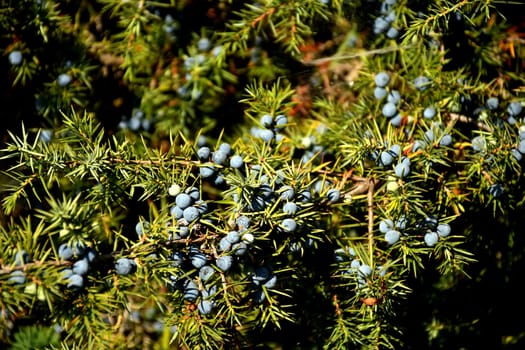 juniper berry on its bush